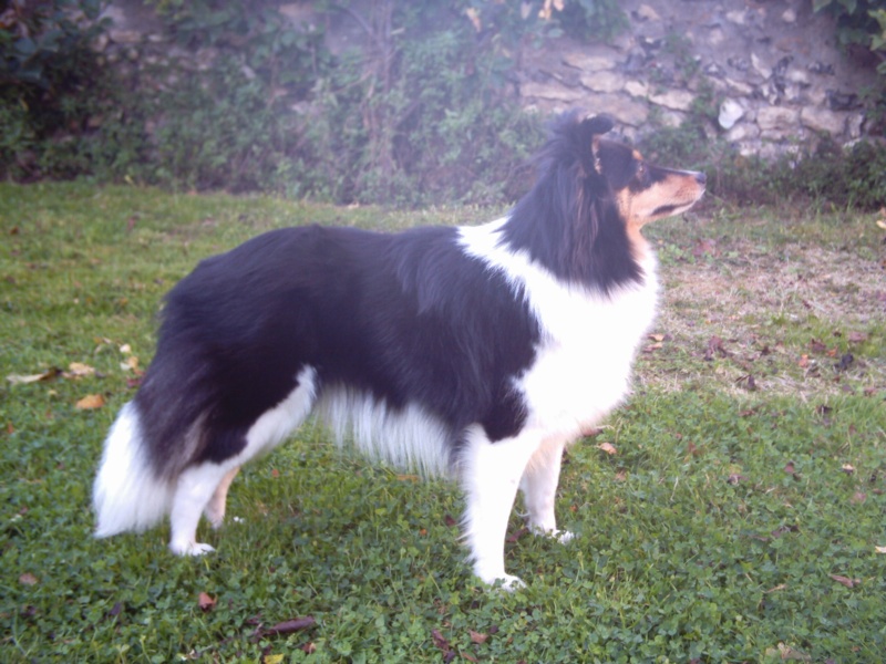 Alias dite altaï du domaine du fruit des fendus