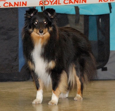du calin d'eau - grosse peur au Paris dog show