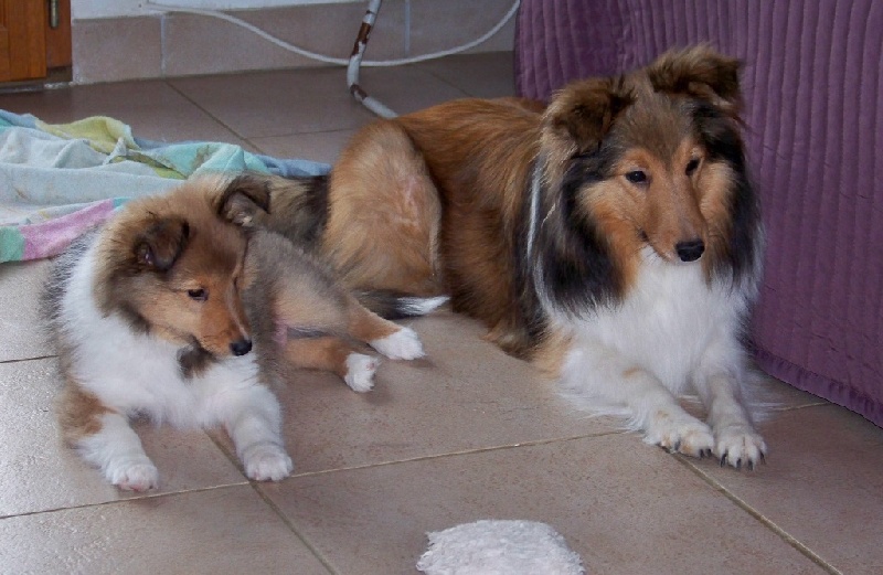 du calin d'eau - Shetland Sheepdog - Portée née le 04/12/2015