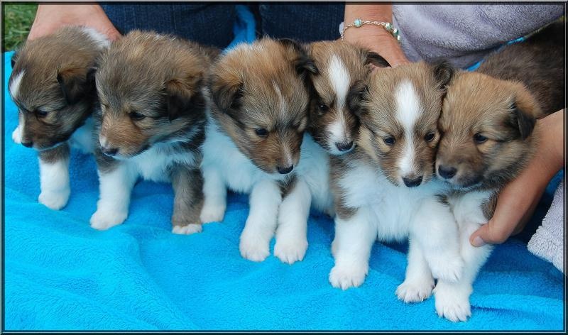 du calin d'eau - Shetland Sheepdog - Portée née le 18/05/2011