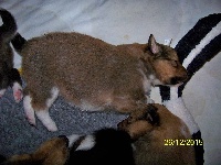 CHIOT