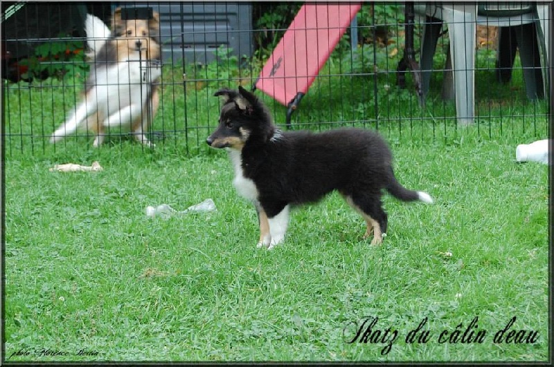 du calin d'eau - Shetland Sheepdog - Portée née le 05/07/2013