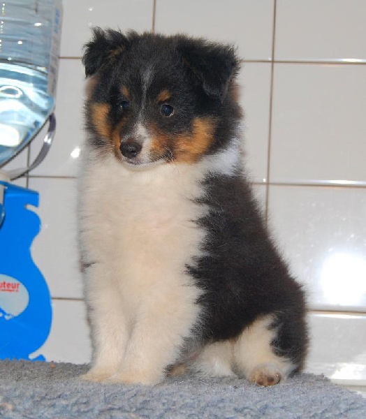 du calin d'eau - Shetland Sheepdog - Portée née le 07/05/2010