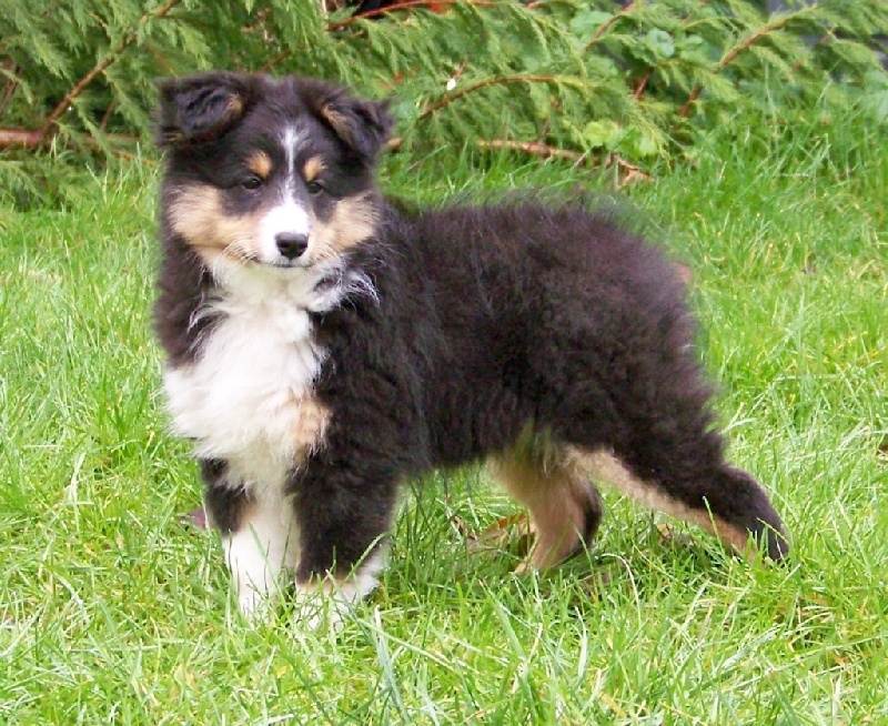 du calin d'eau - Shetland Sheepdog - Portée née le 18/11/2014