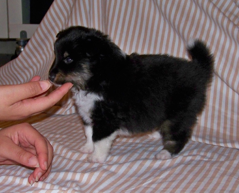 du calin d'eau - Shetland Sheepdog - Portée née le 14/11/2015
